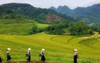 Pu-luong-terraced-rice-fields